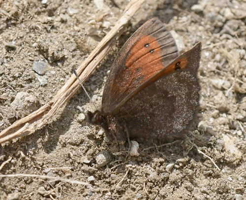 Sølvbåndet Bjergrandøje, Erebia aethiopellus. Col Agnel 2574m., Parc Queyras Hautes-Alpes, France d. 6 juli 2022. Fotograf; John Vergo