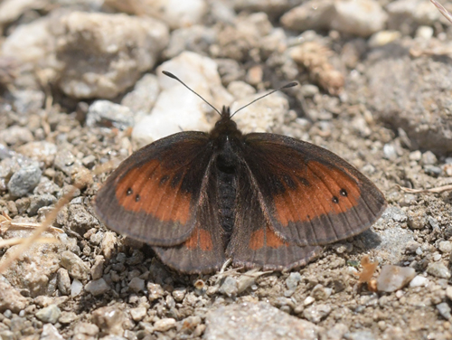 Sølvbåndet Bjergrandøje, Erebia aethiopellus. Col Agnel 2574m., Parc Queyras Hautes-Alpes, France d. 6 juli 2022. Fotograf; John Vergo