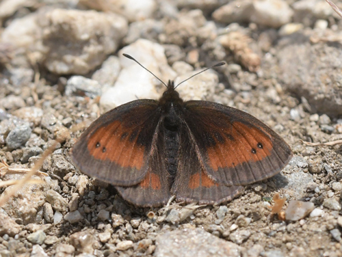 Slvbndet Bjergrandje, Erebia aethiopellus. Col Agnel 2574m., Parc Queyras Hautes-Alpes, France d. 6 juli 2022. Fotograf; John Vergo