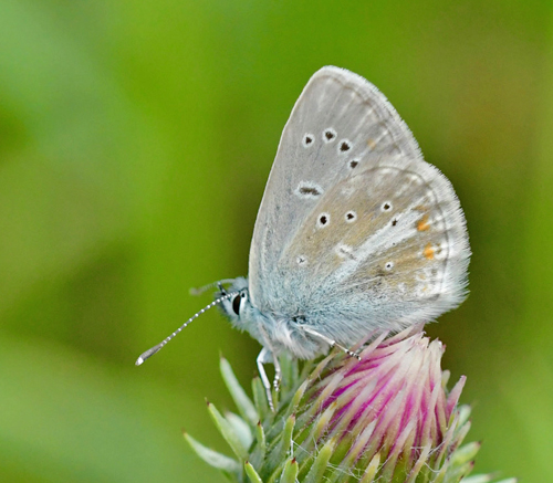 Turkis Blåfugl, Aricia nicias hun. Col Agnel 2574m., Parc du Queyras, Frankrig d. 6 juli 2022. Fotograf: John Vergo