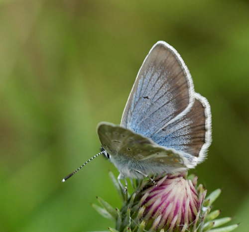 Turkis Blåfugl, Aricia nicias hun. Col Agnel 2574m., Parc du Queyras, Frankrig d. 6 juli 2022. Fotograf: John Vergo