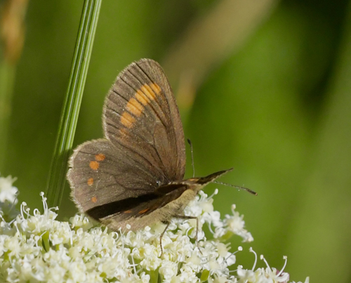 Bk-Bjergrandje, Erebia pharte. Vars, Queyras, Hautes-Alpes, Frankrig d. 8 juli 2022. Fotograf; John Vergo