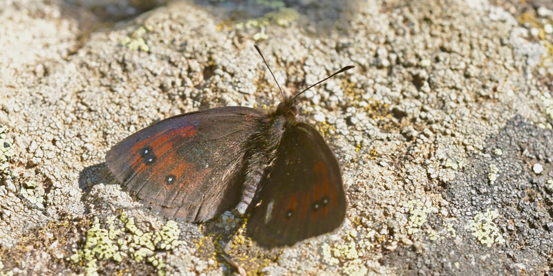 Pyrenæisk Engbjergrandøje, Erebia gorgone. Franske Pyrenæer, France juli 2022. Fotograf; John Vergo