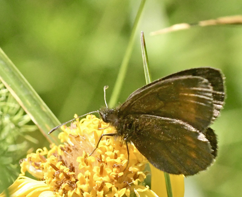 Bæk-Bjergrandøje, Erebia pharte. Vars, Queyras, Hautes-Alpes, Frankrig d. 8 juli 2022. Fotograf; John Vergo
