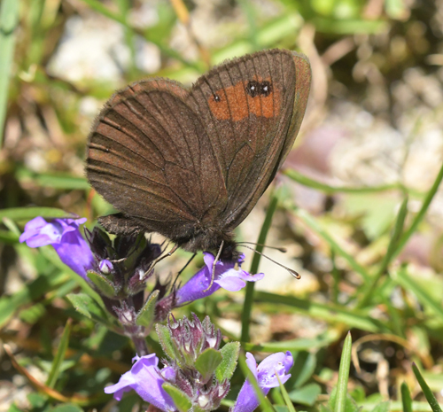 Hvidbåndet Bjergrandøje, Erebia meolans han underside. Col de Tourmalet 2150m Frankrig d. 10 juli 2022. Fotograf; John Vergo