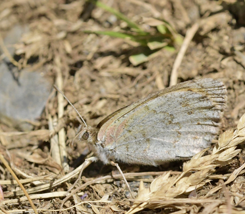 Pyrenisk Messingbjergrandje, Erebia rondoui. Col de Tourmalet 2115m., Pyrenerne, Frankrige d. 10juli 2022. Fotograf; John Vergo