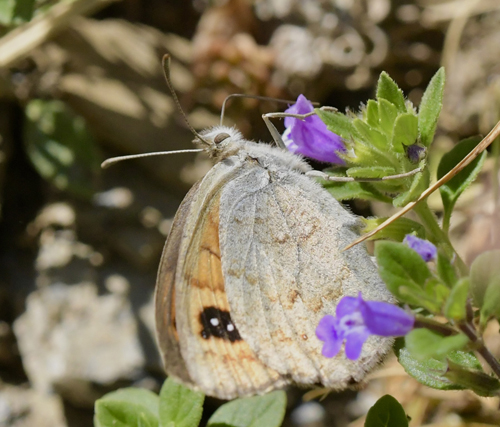 Pyrenisk Messingbjergrandje, Erebia rondoui. Col de Tourmalet 2115m., Pyrenerne, Frankrige d. 10juli 2022. Fotograf; John Vergo