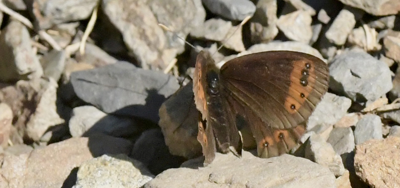 Trejet Skovbjergrandje, Erebia triarius (de Prunner, 1798). Cirque de Troumouse 1834m., Pyrenerne, Frankrig, 1800m hjde d. 11 juli 2022. Fotograf; John Vergo