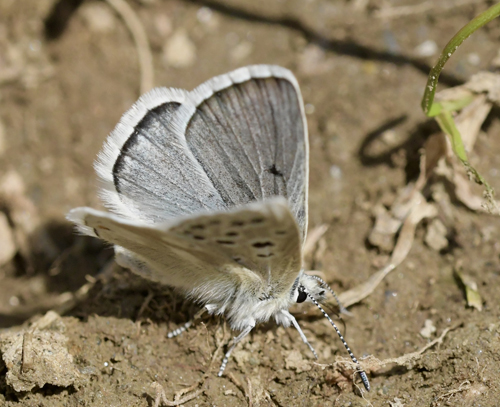 Pyrenisk Skiferblfugl, Agriades pyrenaica. Franske Pyrener, Frankrig juli 2022. Fotograf; John Vergo