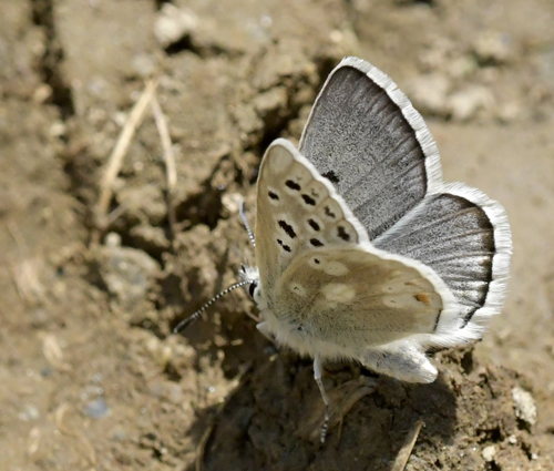 Pyrenisk Skiferblfugl, Agriades pyrenaica. Franske Pyrener, Frankrig juli 2022. Fotograf; John Vergo