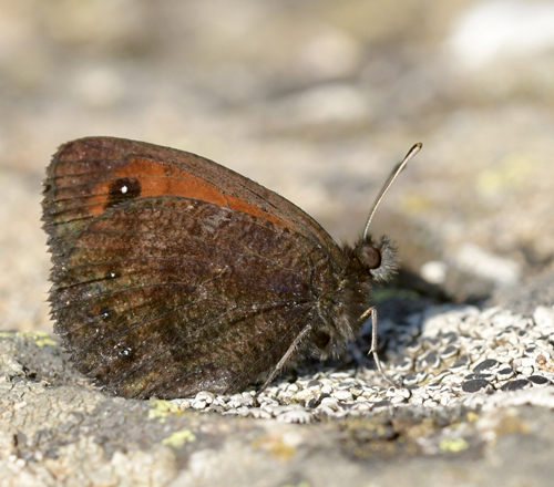 Pyrenæisk Engbjergrandøje, Erebia gorgone. Franske Pyrenæer, France juli 2022. Fotograf; John Vergo
