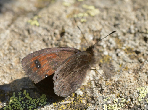 Pyrenæisk Engbjergrandøje, Erebia gorgone. Franske Pyrenæer, France juli 2022. Fotograf; John Vergo