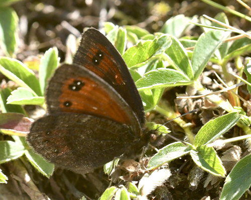 Pyrenæisk Engbjergrandøje, Erebia gorgone. Franske Pyrenæer, France juli 2022. Fotograf; John Vergo