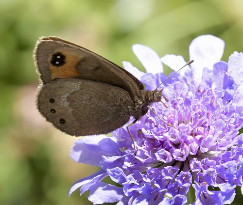 Hvidbåndet Bjergrandøje, Erebia meolans hun underside. Lac Gloriette, 1670m., Garvarnie-Gédre d. 13 juli 2022. Fotograf; John Vergo