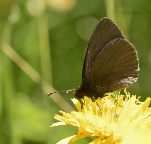Gulplettet Bjergrandøje, Erebia manto ssp. constans (Eiffinger, 1908). Gavarnie-Gédre, Franske Pyrenæerne d. 16 juli 2022. Fotograf; John Vergo