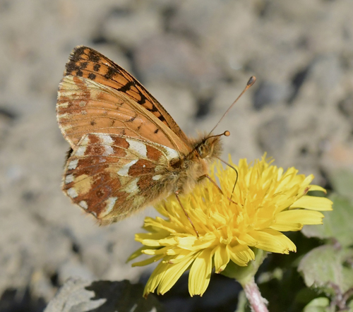 Alpeperlemorsommerfugl, Boloria pales han og hun. Col de Tourmale 2150m., Hautes-Pyrnes, Frankrige d. 14 juli 2022. Fotograf; John Vergo 