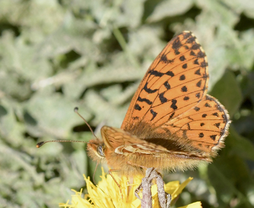 Alpeperlemorsommerfugl, Boloria pales han og hun. Col de Tourmale 2150m., Hautes-Pyrnes, Frankrige d. 14 juli 2022. Fotograf; John Vergo 