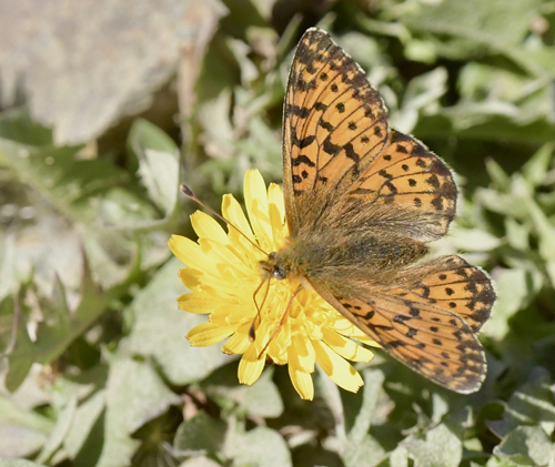 Alpeperlemorsommerfugl, Boloria pales han og hun. Col de Tourmale 2150m., Hautes-Pyrnes, Frankrige d. 14 juli 2022. Fotograf; John Vergo 