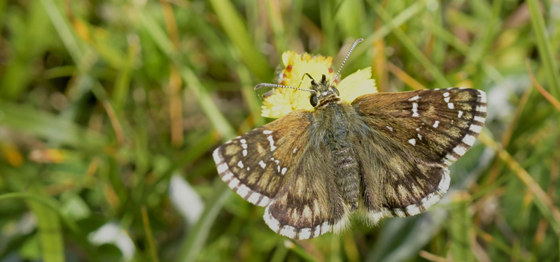 Provenalsk Hjlandsbredpande, Pyrgus bellieri ssp. bellieri (Oberthr, 1910). Fort de la Valle-de-Saint-Savin, Cauterets, Hautes-Pyrnes, rgion Occitanie, Frankrig d. 15 juli 2022. Fotograf; John Vergo