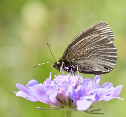 Gulplettet Bjergrandøje, Erebia manto ssp. constans (Eiffinger, 1908). Gavarnie-Gédre, Franske Pyrenæerne d. 16 juli 2022. Fotograf; John Vergo
