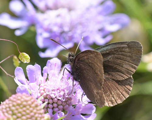 Gulplettet Bjergrandøje, Erebia manto ssp. constans (Eiffinger, 1908). Gavarnie-Gédre, Franske Pyrenæerne d. 16 juli 2022. Fotograf; John Vergo