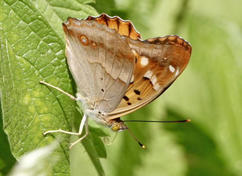 Ilia, Apatura ilia f. clytie han. Demonte, Provinz Cuneo, Piedmont, italien d. 27 juni 2022. Fotograf; John Vergo