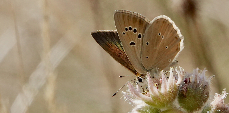 Piemonte Pelsblfugl, Polyommatus (Agrodiaetus) humedasae. Pondel, Aosta, Italien d. 21 juli 2022. Fotograf; John Vergo