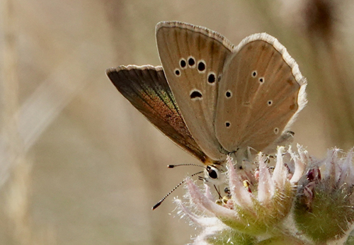 Piemonte Pelsblfugl, Polyommatus (Agrodiaetus) humedasae. Pondel, Aosta, Italien d. 21 juli 2022. Fotograf; John Vergo