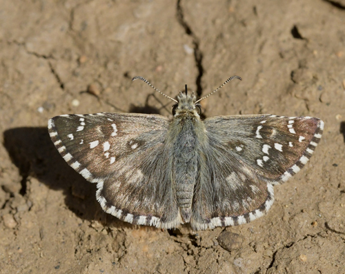Soløjebredpande, Pyrgus alveus. Moscardon, Aregon Spanien d. 4 august 2020. Fotograf; John Vergo