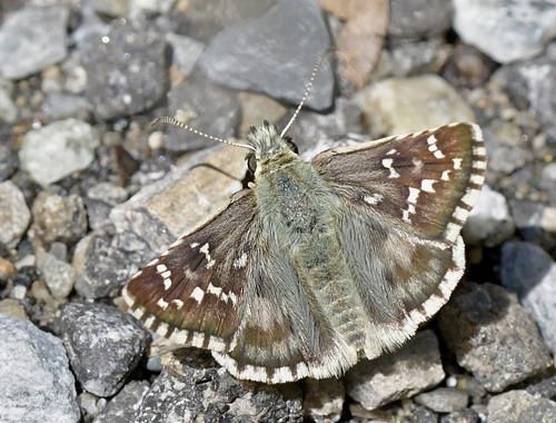 Soløjebredpande, Pyrgus alveus. Asione, Demonte, Piemonte, Italien d. 29 juni 2022. Fotograf; John Vergo