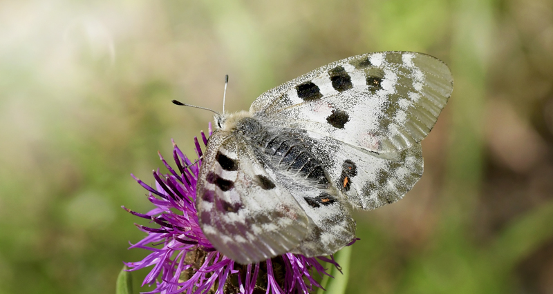 Apollo, Parnassius apollo hun. Vinadio 1550m., Parco Naturale Alpi Marittime, Italien d. 1 juli 2022. Fotograf; John Vergo