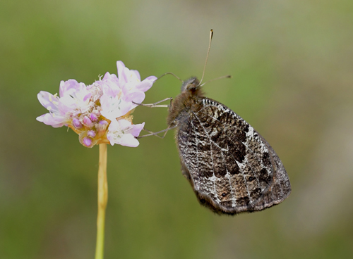 Marmoreret Bjergrandje, Erebia montanus. Vinadio 2300 m.,, Piemonte, Italien d. 1 juli 2022. Fotograf; John Vergo