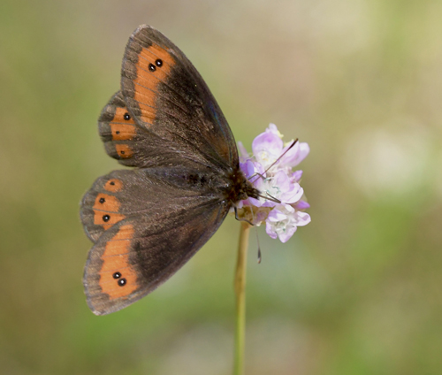 Marmoreret Bjergrandje, Erebia montanus. Vinadio 2300 m.,, Piemonte, Italien d. 1 juli 2022. Fotograf; John Vergo