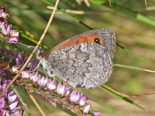 Italiensk Messingbjergrandje, Erebia calcarius. Vršic Pass 1600-1900 m., Triglav-Nationalpark, vre Carniola, Slovenien primo august 2022. Fotograf; Emil Bjerregrd