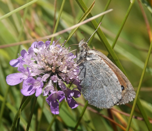 Italiensk Messingbjergrandje, Erebia calcarius. Vršic Pass 1600-1900 m., Triglav-Nationalpark, vre Carniola, Slovenien primo august 2022. Fotograf; Emil Bjerregrd