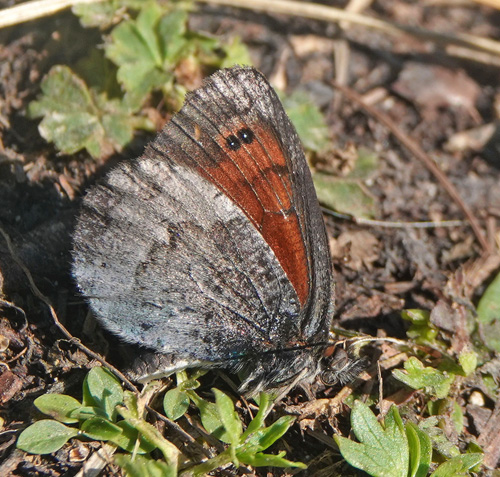 Italiensk Messingbjergrandøje, Erebia calcarius. Vric Pass 1600-1900 m., Triglav-Nationalpark, Øvre Carniola, Slovenien primo august 2022. Fotograf; Emil Bjerregård