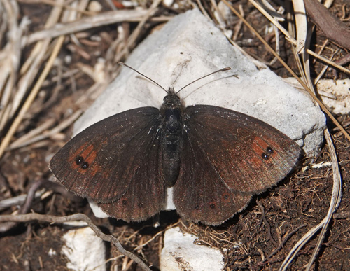 Italiensk Messingbjergrandøje, Erebia calcarius. Vric Pass 1600-1900 m., Triglav-Nationalpark, Øvre Carniola, Slovenien primo august 2022. Fotograf; Emil Bjerregård
