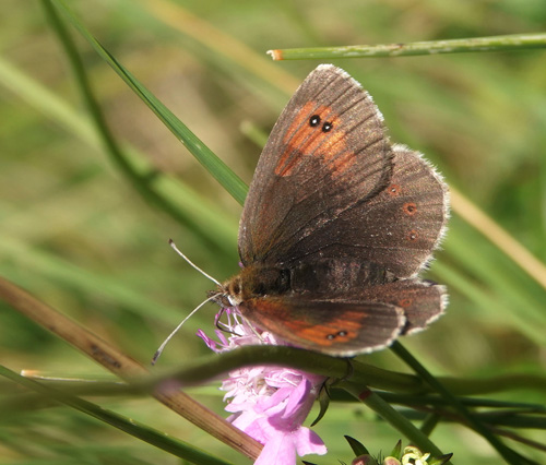 Italiensk Messingbjergrandje, Erebia calcarius. Vršic Pass 1600-1900 m., Triglav-Nationalpark, vre Carniola, Slovenien primo august 2022. Fotograf; Emil Bjerregrd