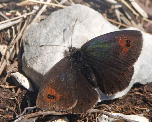 Italiensk Messingbjergrandøje, Erebia calcarius. Vric Pass 1600-1900 m., Triglav-Nationalpark, Øvre Carniola, Slovenien primo august 2022. Fotograf; Emil Bjerregård