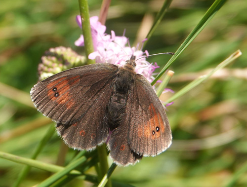 Italiensk Messingbjergrandje, Erebia calcarius. Vršic Pass 1600-1900 m., Triglav-Nationalpark, vre Carniola, Slovenien primo august 2022. Fotograf; Emil Bjerregrd