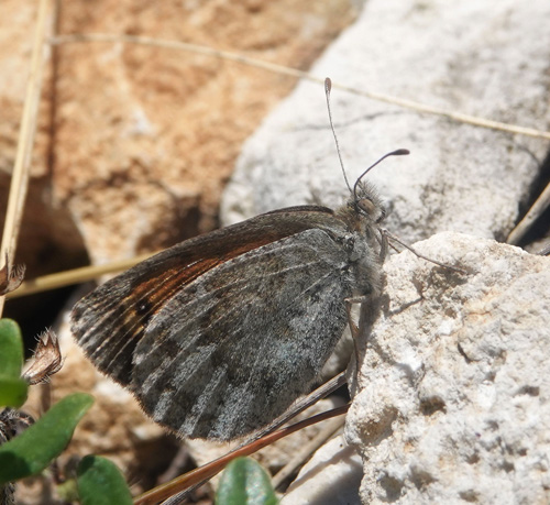 Italiensk Messingbjergrandje, Erebia calcarius. Vršic Pass 1600-1900 m., Triglav-Nationalpark, vre Carniola, Slovenien primo august 2022. Fotograf; Emil Bjerregrd