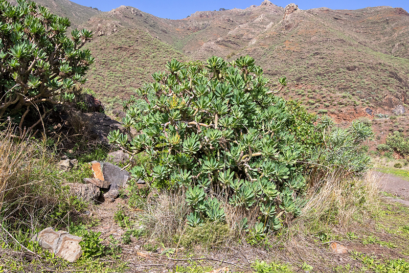 Kanarisk Skovrandøje, Pararge xiphioides. Mirador de Manaderos, San Sebastián de La Gomera d. 31 januar 2022. Fotograf; Knud Ellegaard