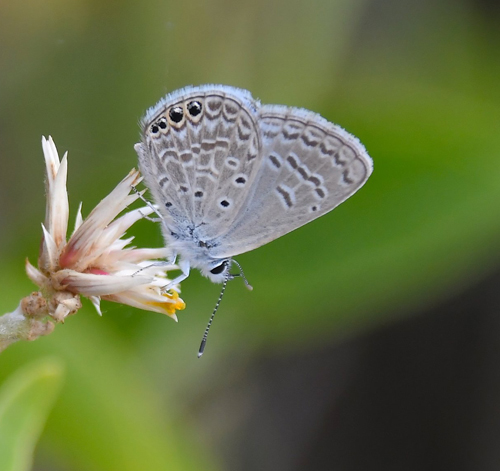 Ramon blue, Hemiargus ramon (Dognin, 1887). Scalesia pedunculata skoven, Santa Cruz Isl., Galapagos øerne juli 2022. Fotograf: Hanne Christensen