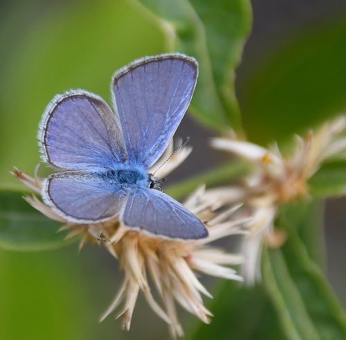 Ramon blue, Hemiargus ramon (Dognin, 1887).  Scalesia pedunculata skoven, Santa Cruz Isl., Galapagos erne juli 2022. Fotograf: Hanne Christensen