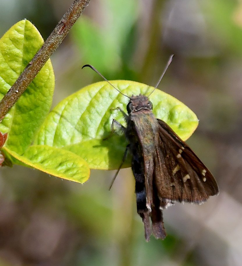 Large-tailed skipper, Urbanus dorantes ssp. galapagensis (Williams 1911). Sierra Negras krater, Isabela Isl., Galapagos erne juli 2022. Fotograf: Hanne Christensen