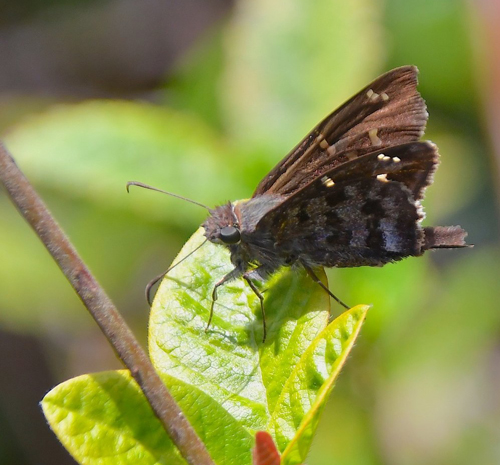 Large-tailed skipper, Urbanus dorantes ssp. galapagensis (Williams 1911). Sierra Negras krater, Isabela Isl.,, Galapagos erne juli 2022. Fotograf: Hanne Christensen