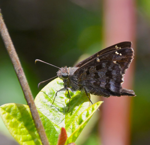 Large-tailed skipper, Urbanus dorantes ssp. galapagensis (Williams 1911). Sierra Negras krater, Isabela Isl.,, Galapagos erne juli 2022. Fotograf: Hanne Christensen