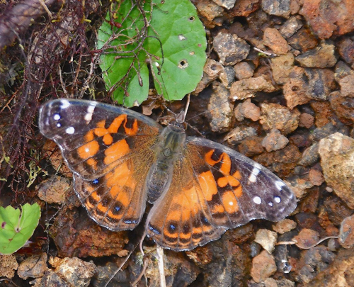 American painted lady, Vanessa virginiensis. Sierra Negras krater, Isabela Isl.,, Galapagos øerne juli 2022. Fotograf: Hanne Christensen