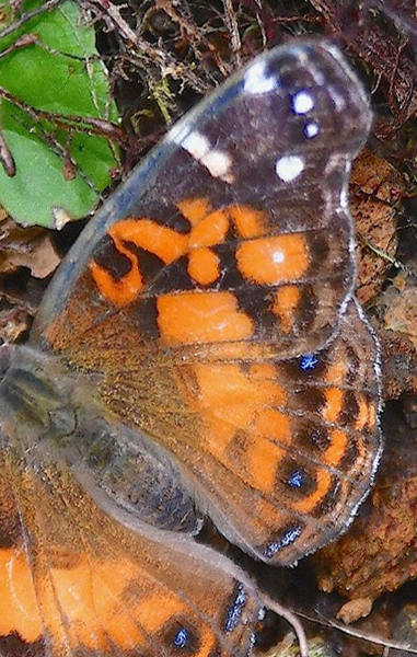 American painted lady, Vanessa virginiensis. Sierra Negras krater, Isabela Isl., Galapagos erne juli 2022. Fotograf: Hanne Christensen