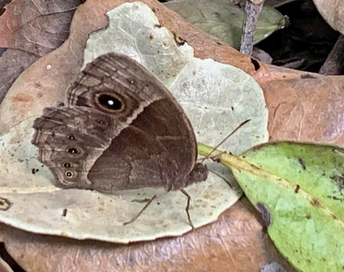 Squinting Bush Brown, Bicyclus anynana (Butler, 1879). Nairobi, Kenya february 2022. Photographer: Regitze Enoksen